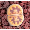 Lava Flow - Plant