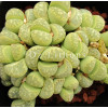 Polepsky - Plant