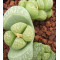 Polepsky - Plant