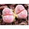 Red Olive - Seed