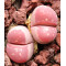 Red Olive - Seed