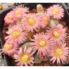 ROSEOFTEXAS - Seed