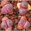 RubraF3 - Plant