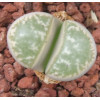 SB1098 - Plant