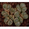 SB1098 - Seed