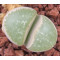 SB1098 - Plant