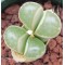 SB1098 - Plant