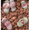 SB1125A - Seed