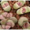 SB1125A - Seed