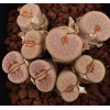 SB1344 - Seed