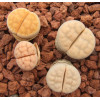 SB2162 - Seed