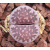 Satos Violet - Plant