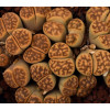 Sunstone - Seed