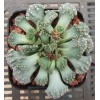 T.calcarea (blue form) - Seed