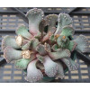 T.calcarea (Grootdoring) - Seed