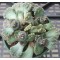 T.calcarea (Grootdoring) - Seed