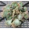 T.calcarea (Grootdoring) - Seed
