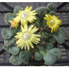 T.calcarea (Hopetown) - Seed