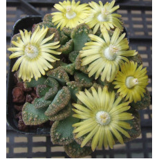 T.calcarea (Oorlogshoek) - Seed