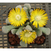 T.luederitzii (Onverwacht) - Seed