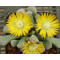 T.luederitzii (Onverwacht) - Seed
