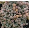 T.schwantesii SB2156 - Seed