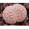 TOK001A - Plant