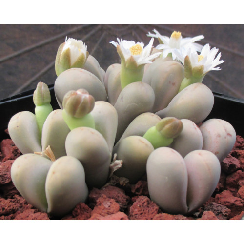 White Rabbit - Plant