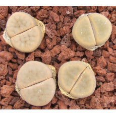 C249 - Plant