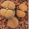 C266 - Plant