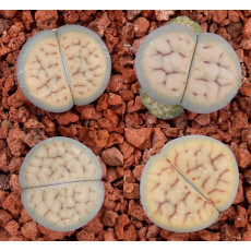 C074 - Seed