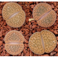 C137 - Seed
