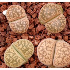 C207 - Seed