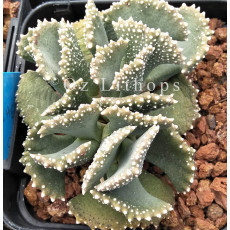Aloinopsis Malherbei (Calvinia) - Seed