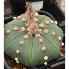 Astro.asterias v. nudum - Seed