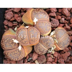 C011 - Plant