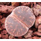 C017 - Plant