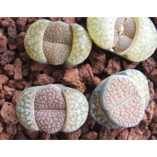C025 - Plant