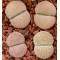 C254 - Seed