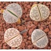 C304 - Seed
