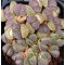 C304 - Seed