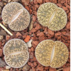 C341 - Seed