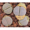 C347 - Seed