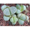 C356 - Seed