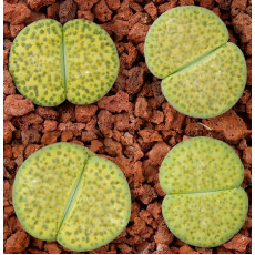 C363 - Seed