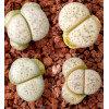 C371 - Seed