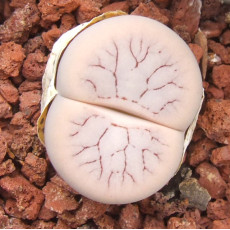 C373 - Seed
