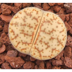 C381 - Seed