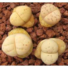 C387 - Seed