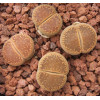 C392A - Seed